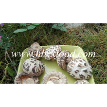 Cogumelo Shiitake Flor Branca Comida Saudável